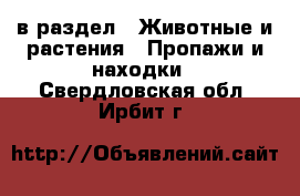  в раздел : Животные и растения » Пропажи и находки . Свердловская обл.,Ирбит г.